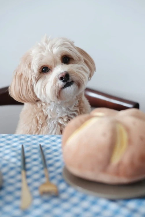 Pups--Bubs-CHEESY-BREAD-Serowa-buleczka-zabawka-wechowa9.webp