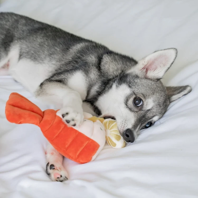 Pups--Bubs-GRILLED-LOBSTER-Grillowany-Homar-zabawka-wechowa2.webp
