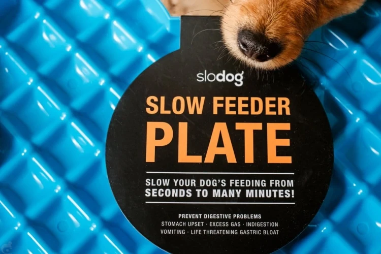 Miska-spowalniajaca-jedzenie-SLODOG-turkusowa5.webp
