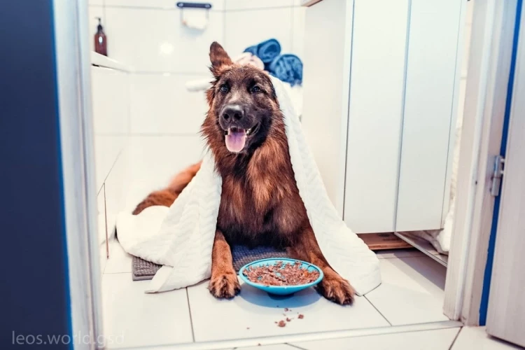 Mata-LickiMat-Splash-fioletowa6.webp
